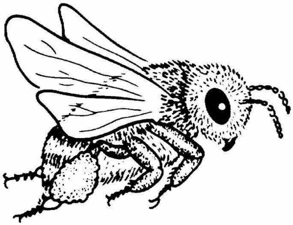 Раскраска насекомые пчела