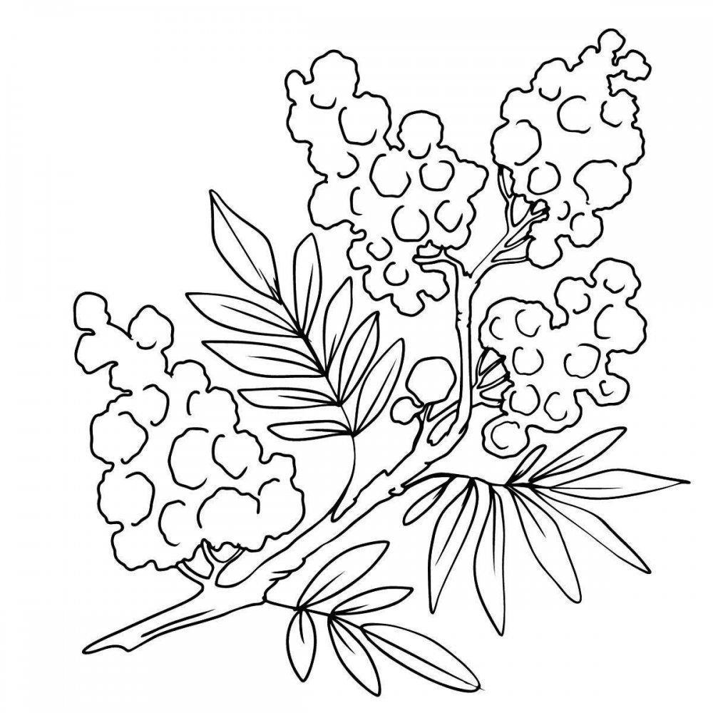 Мимоза цветок раскраска для детей