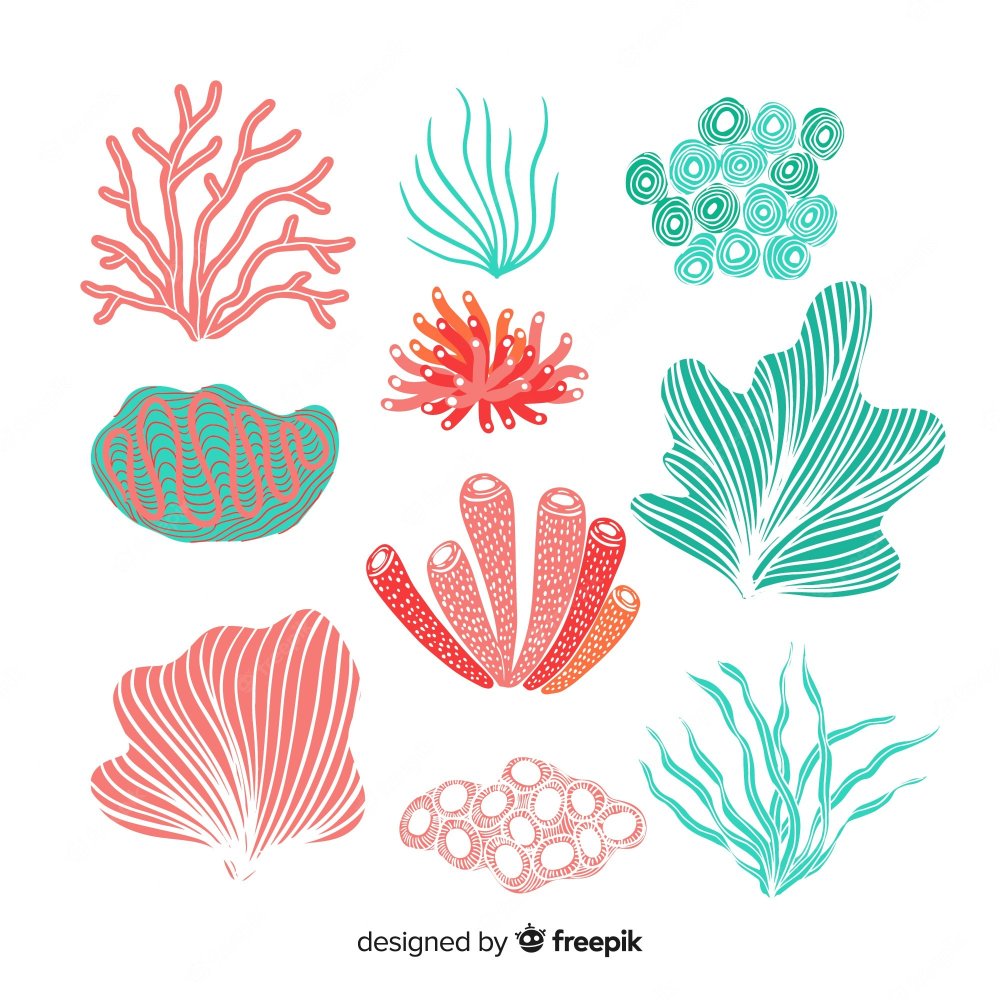 Кораллы схема