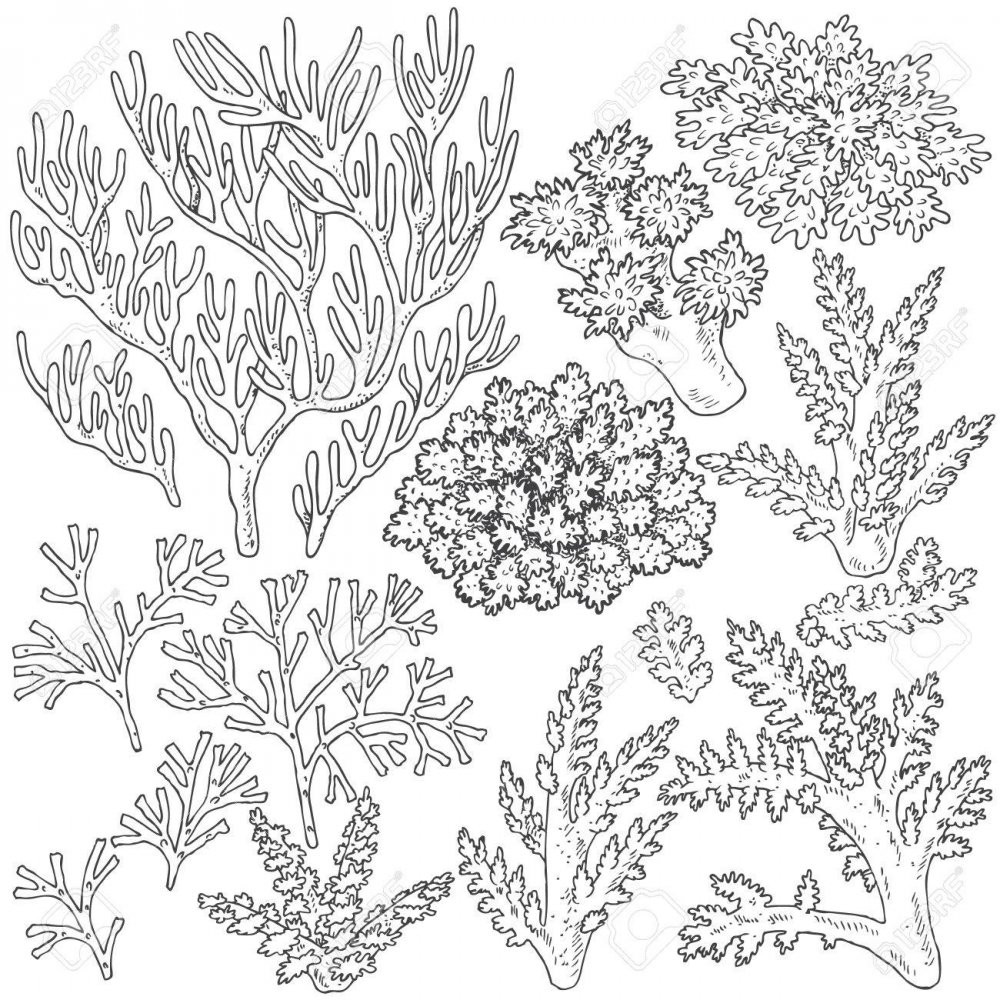 Морские водоросли раскраска для детей