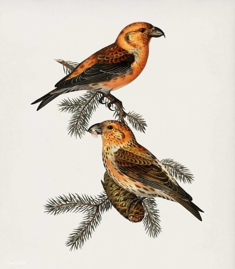 Раскраска зимующие птицы Клест