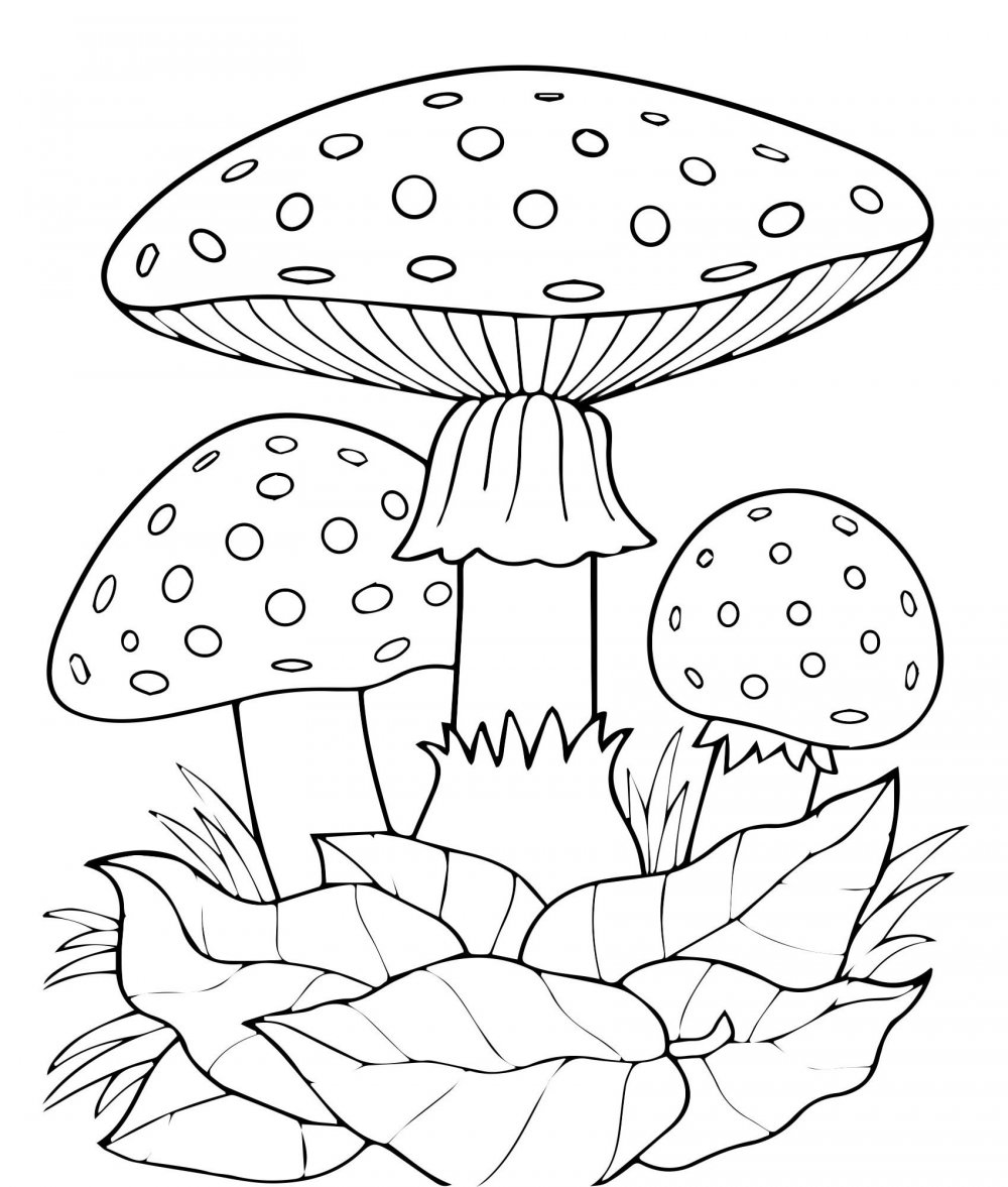 Белый гриб раскраска
