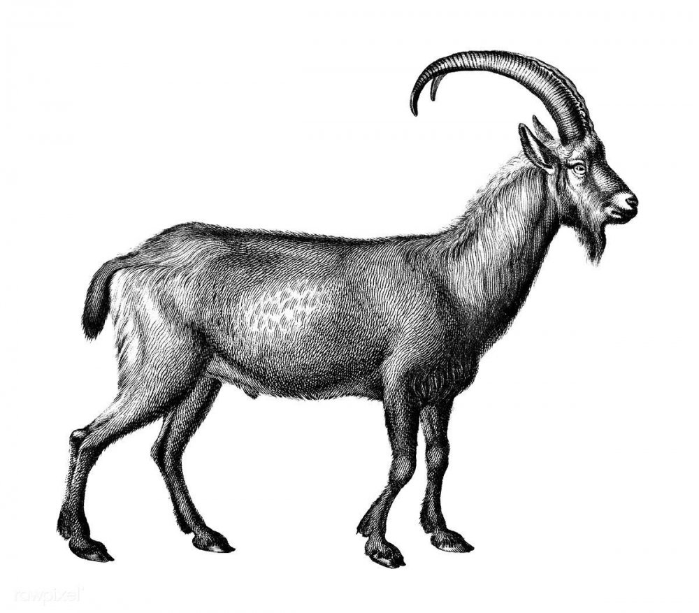 Горный козел