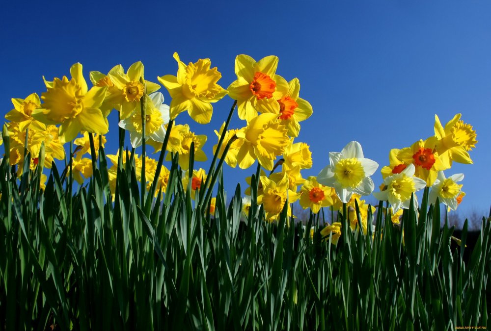 Daffodil Flower символ