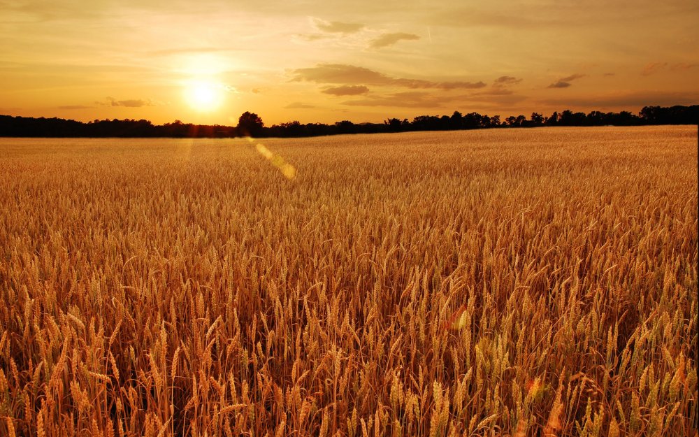 Созревшее пшеничное поле