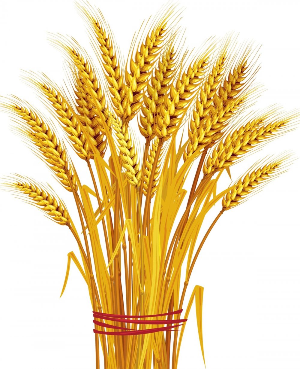 Сельское хозяйство пшеница