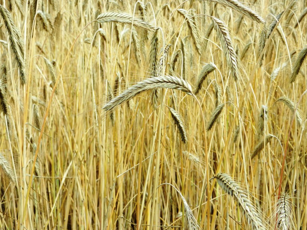 Пшеничка колосок ячменный Колос