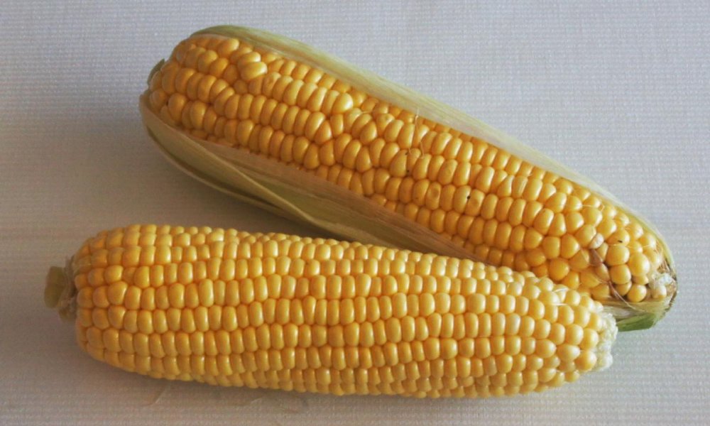 Огромный кукурузный початок