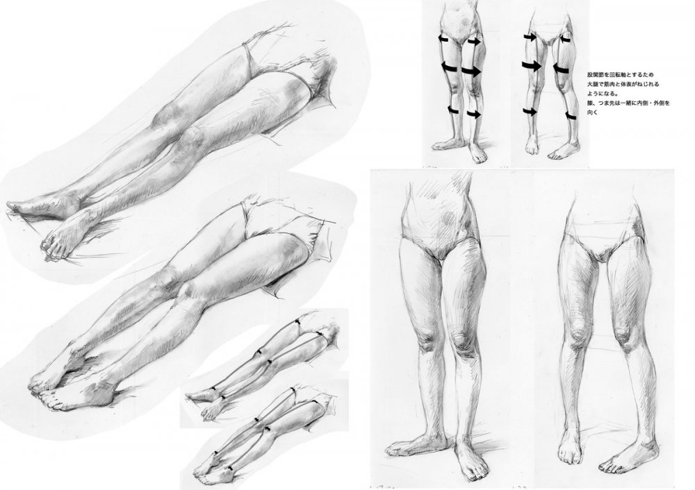 Мышцы ног для рисования