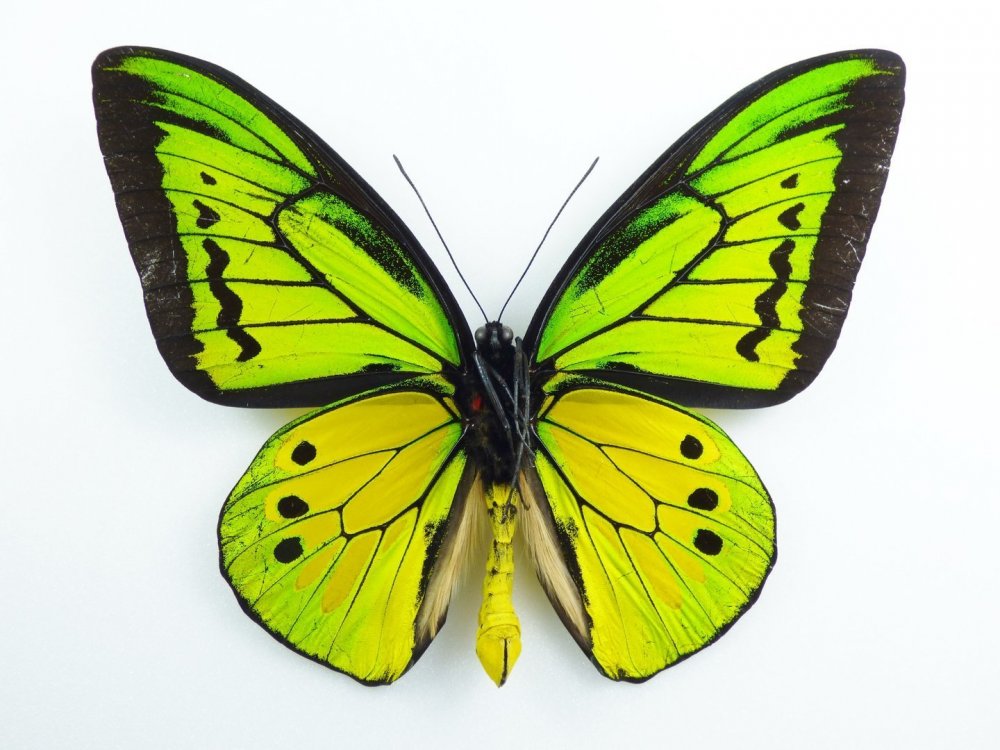 Билатеральная симметрия бабочки