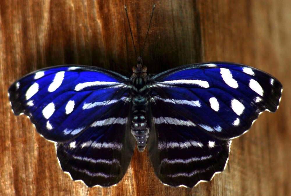 Симметрия в природе бабочка