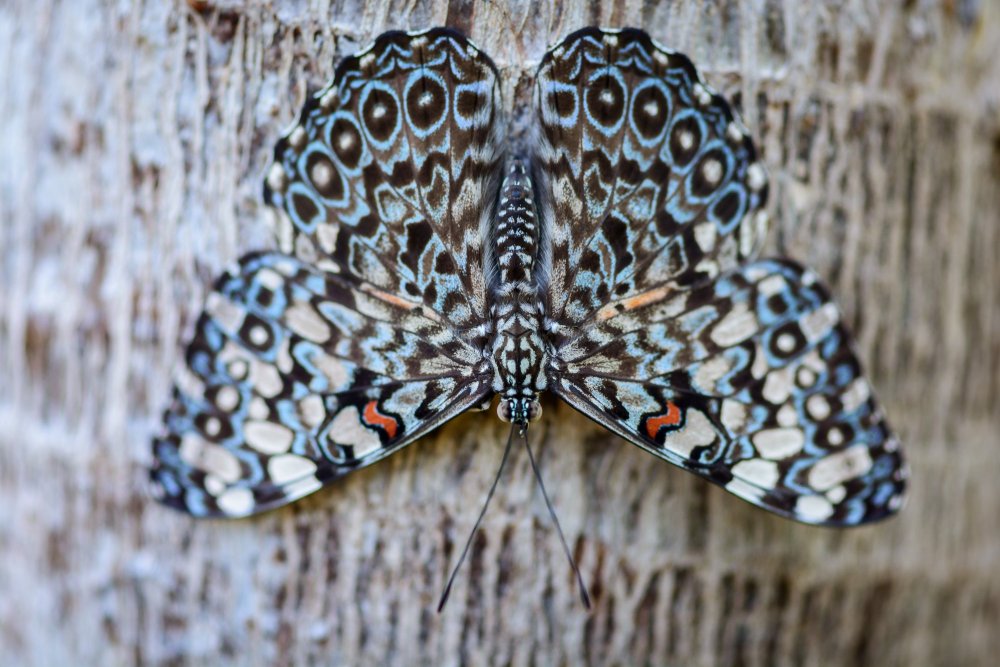Асимметрия бабочка