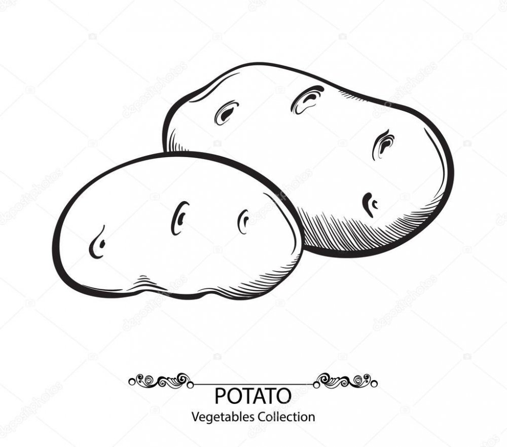 Картошка рисунок для детей