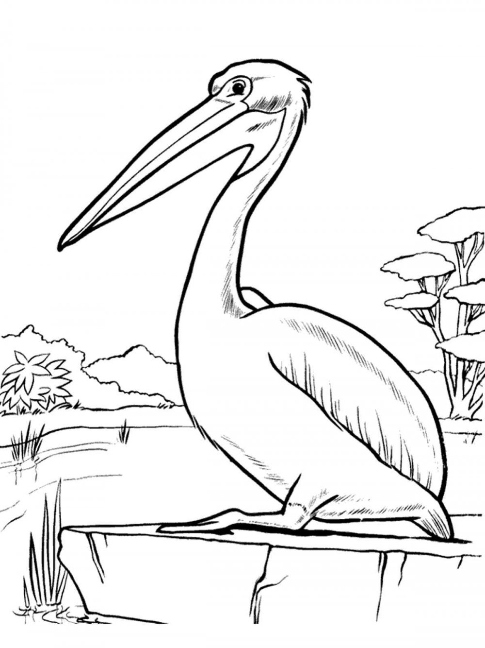 Пеликан акварель