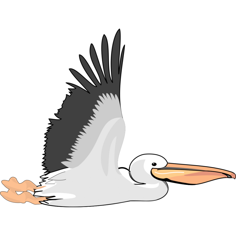Кудрявый Пеликан