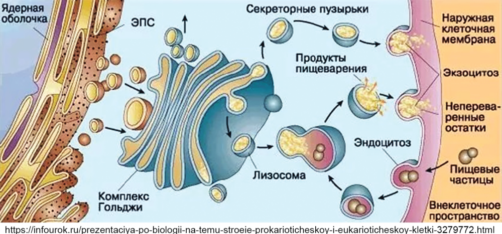 Органеллы, образующей внутреннюю среду клетки.