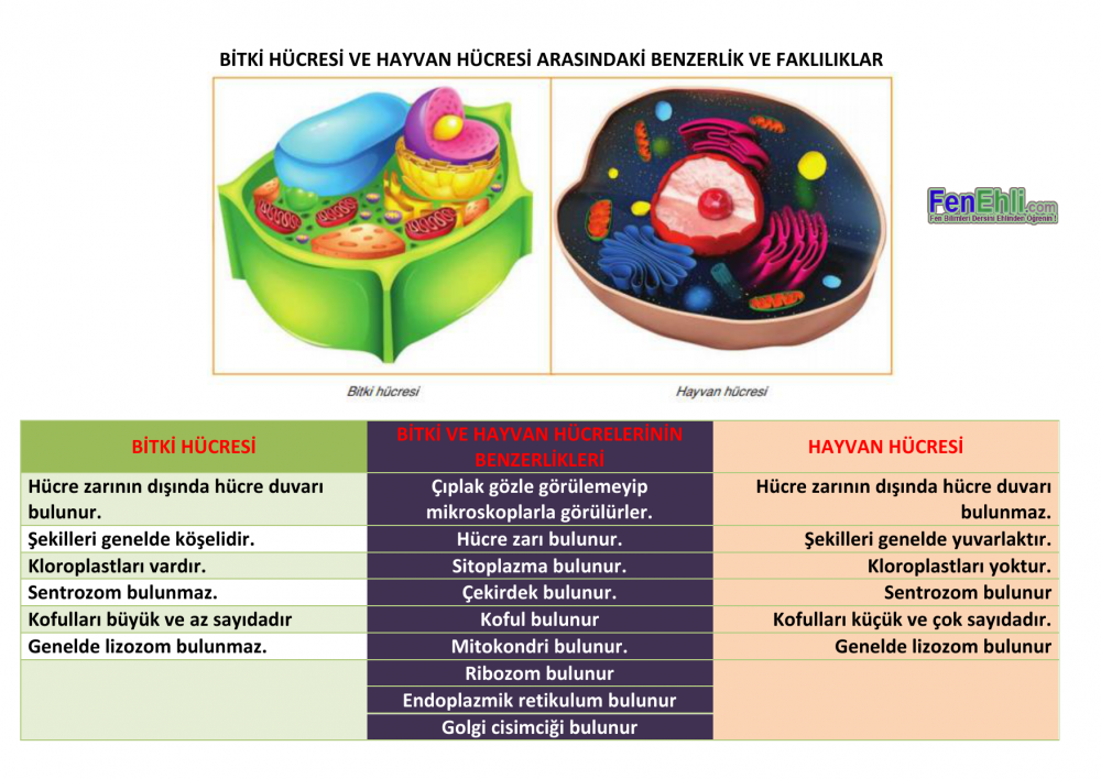 Схема строения клетки гриба
