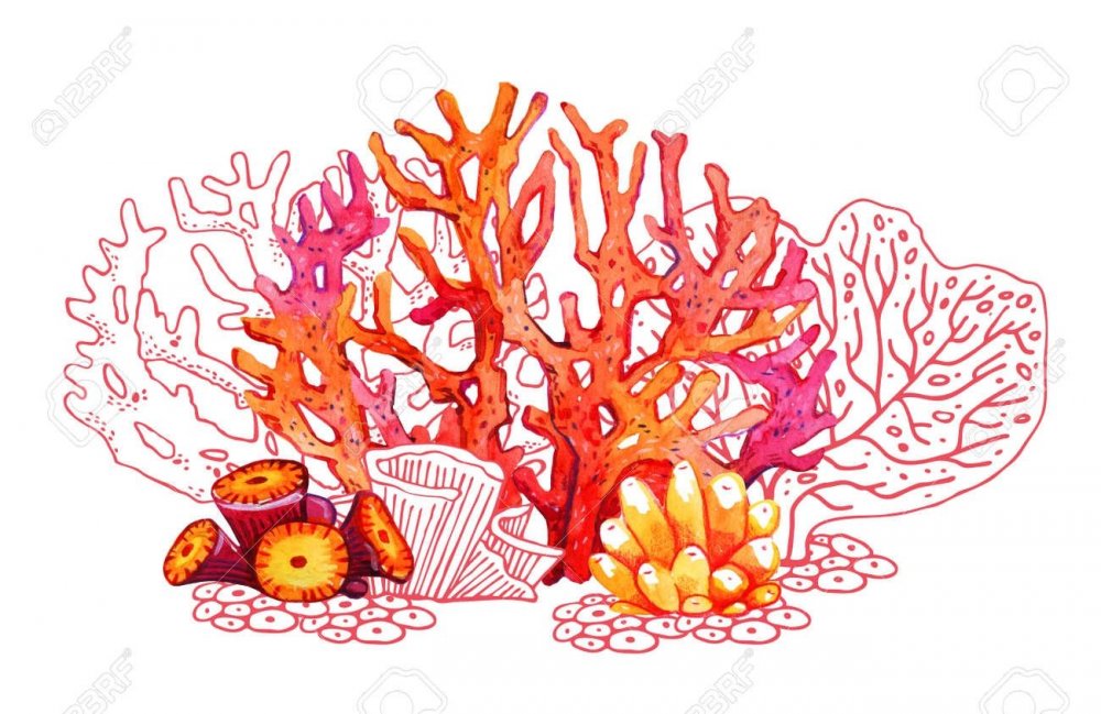 Кораллы скетч
