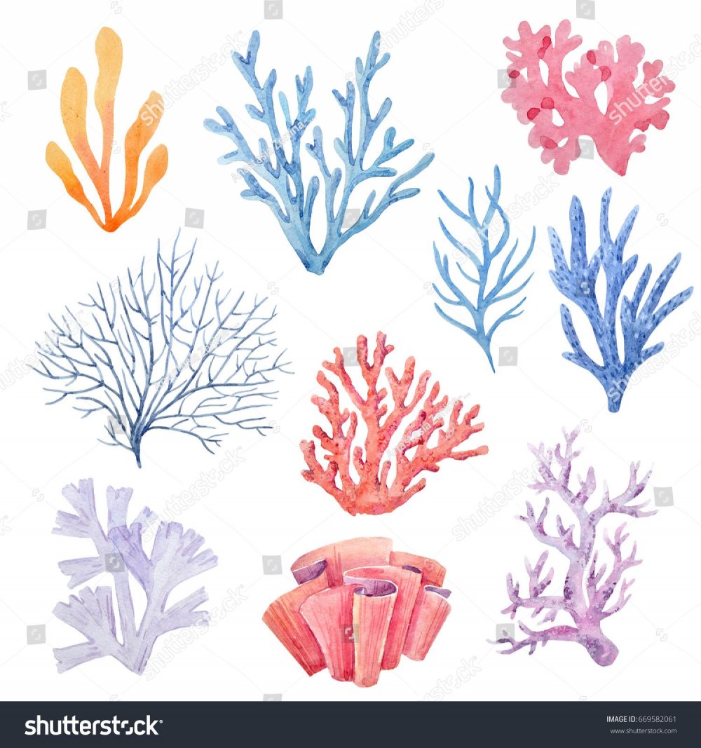 Кораллы и водоросли акварель