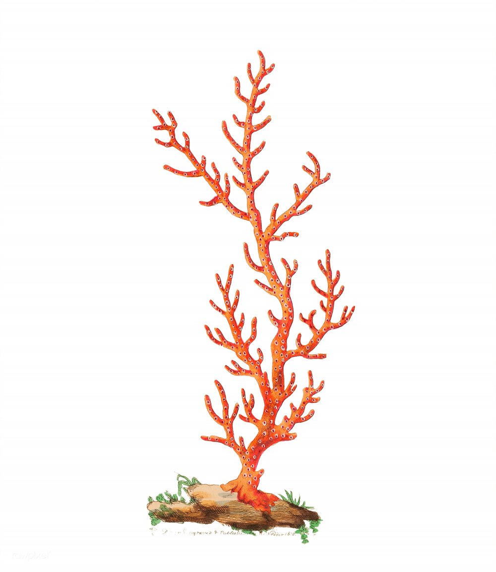 Рисунок коралловой ветки