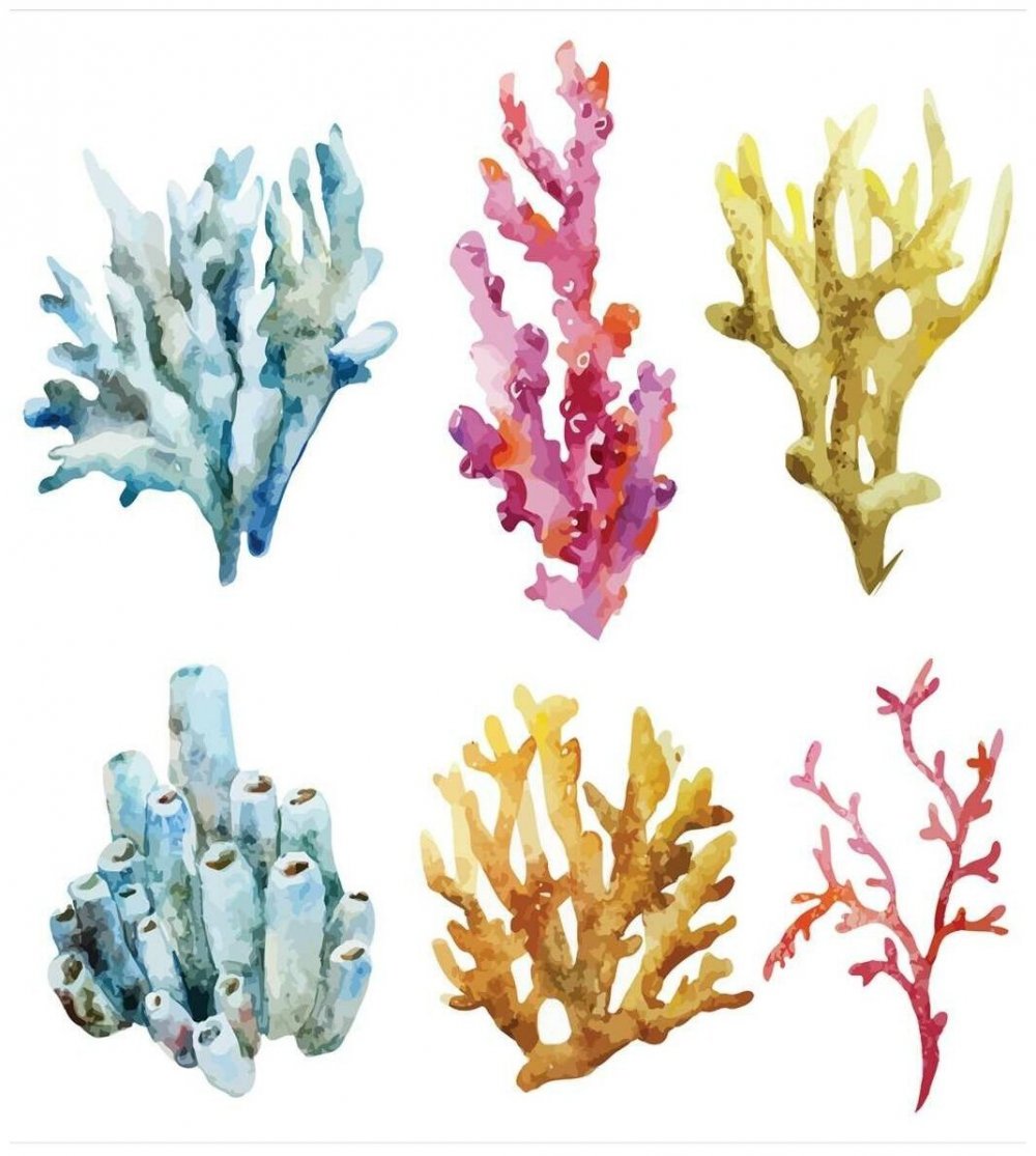 Кораллы акварель