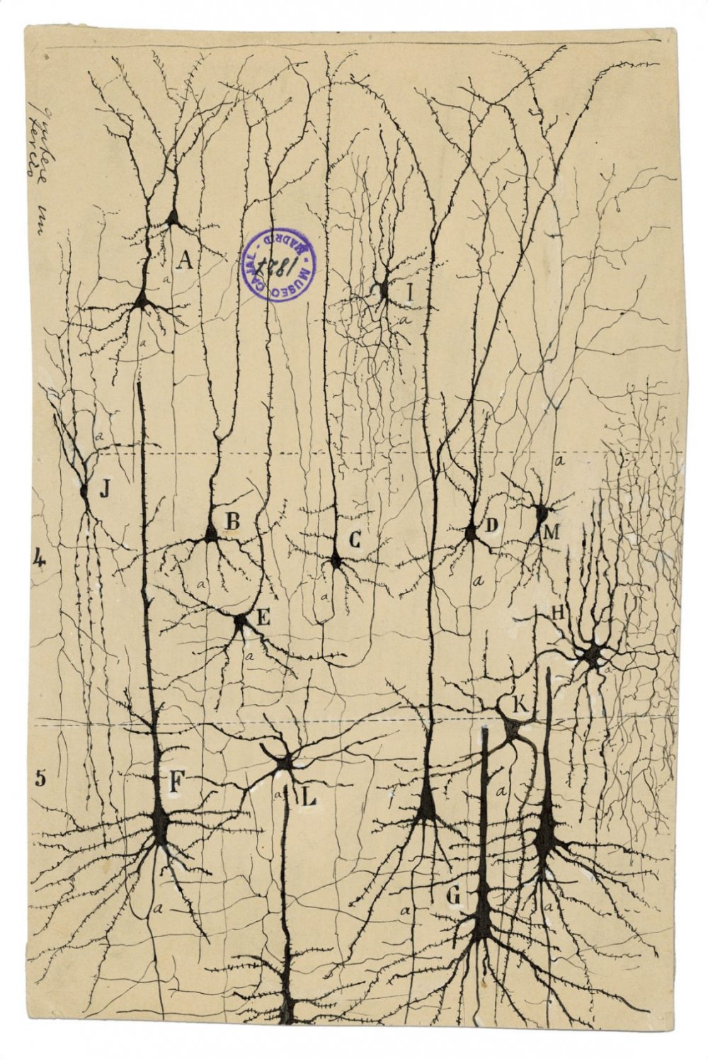 Нейроны на черном фоне