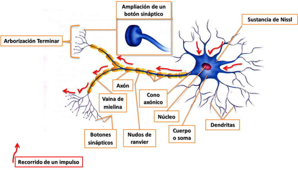 Нервная клетка рисунок карандашом