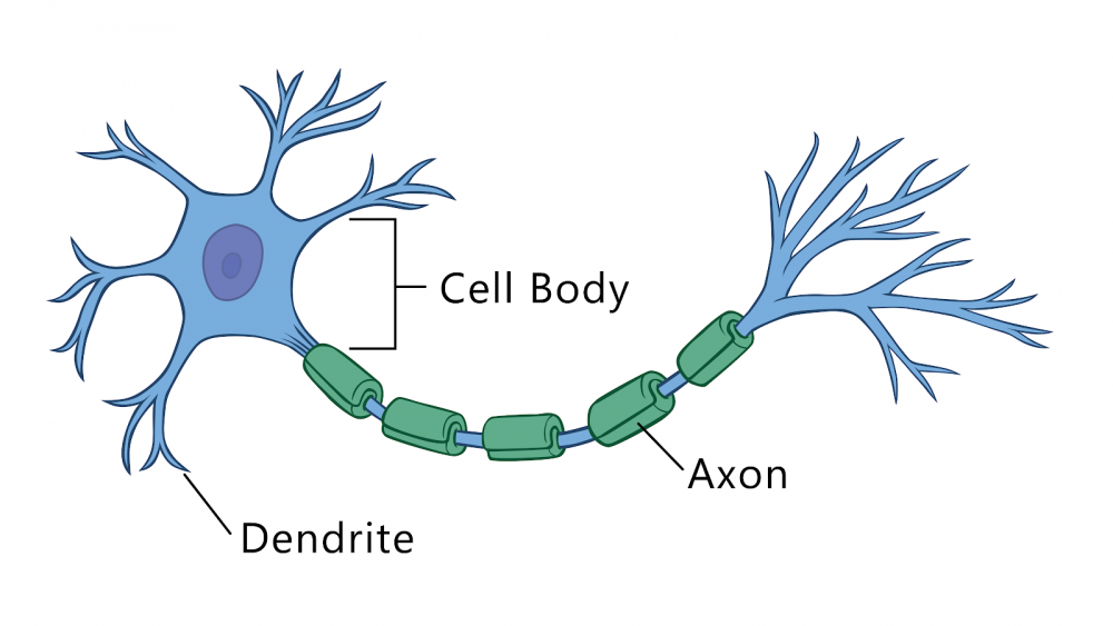 Нервные клетки мультяшные