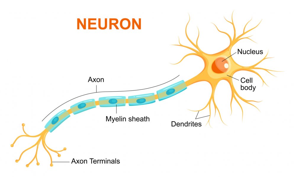 Сеть нейронов схема