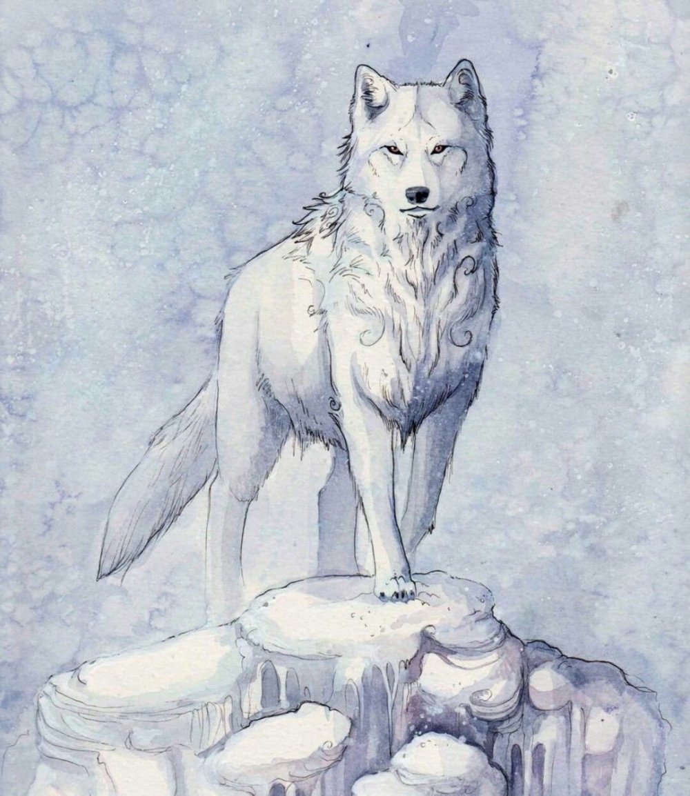 Волк в природе рисунок