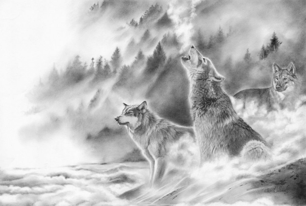Волк на скале