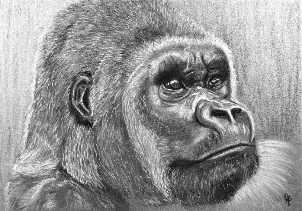 Раскраска по номерам "гориллы"