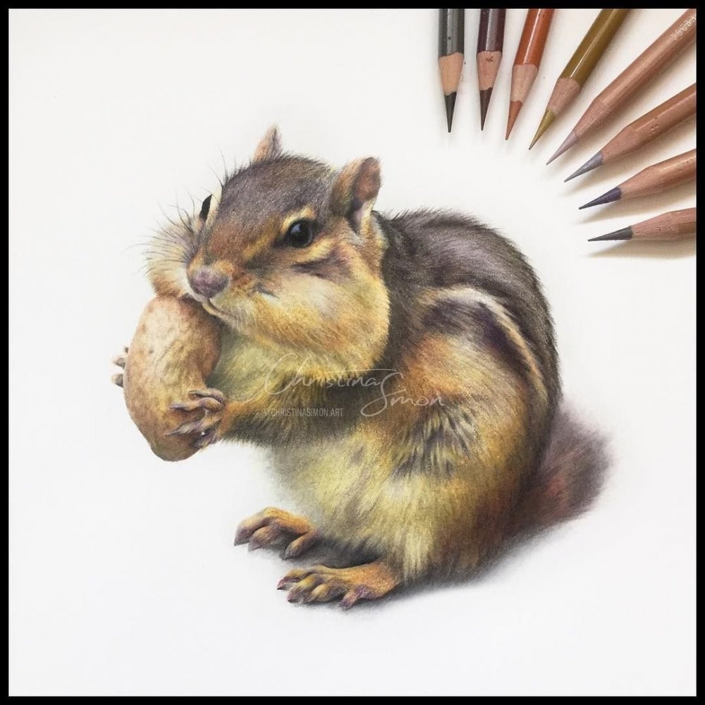 Рисунки цветным карандашом животных бурундучки