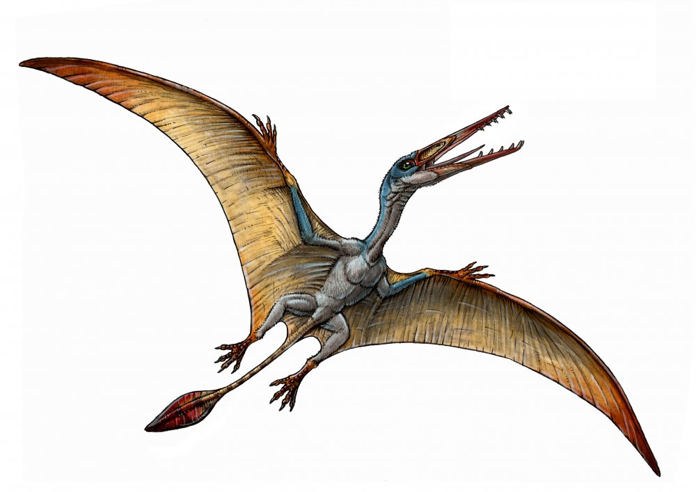 Крылатые ящеры (Pterosauria)