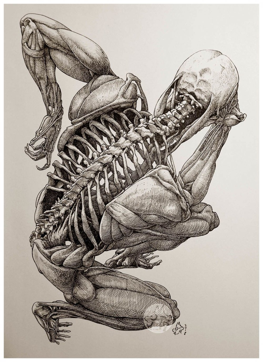 Скелет пластическая анатомия
