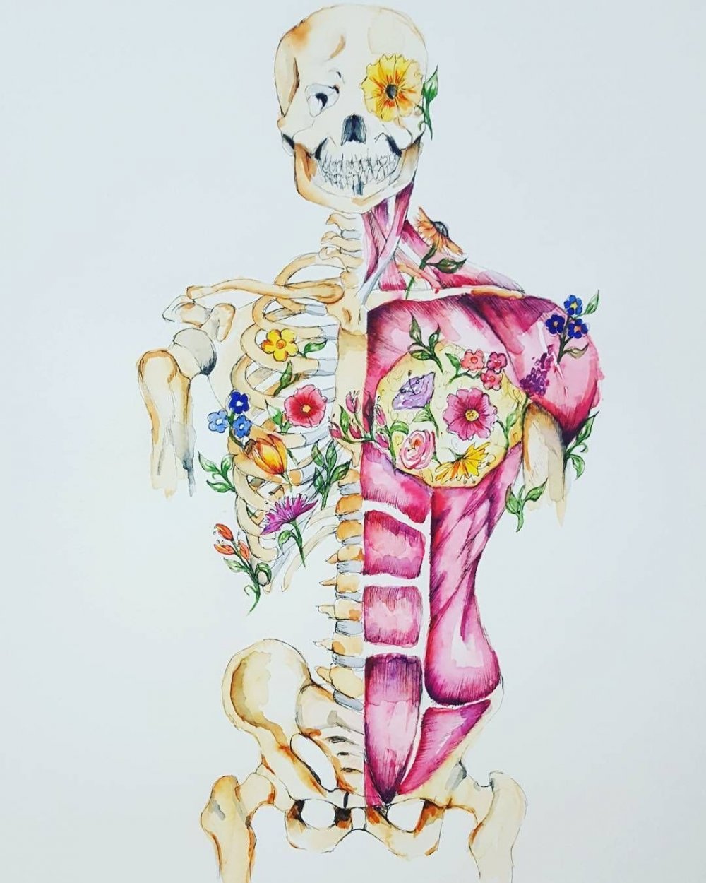 Красивые анатомические рисунки