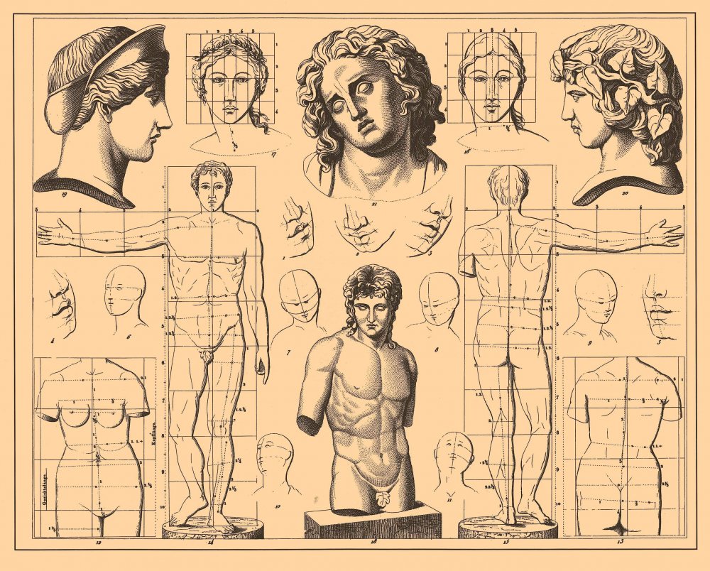 Пропорции человека Микеланджело