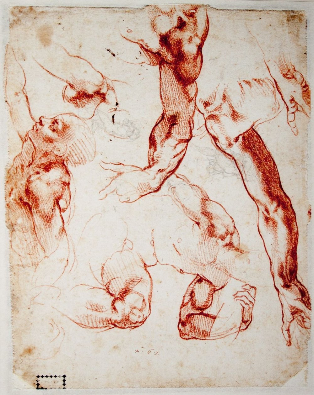 Микеланджело Буонарроти анатомия