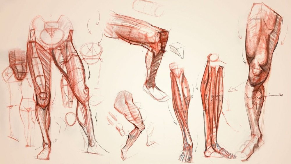 Рыжкин анатомия нижних конечностей