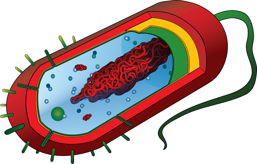 Прокариоты вирусы бактерии. Вакуоль бактериальной клетки. Строение прокариотической клетки. Прокариотическая клетка рисунок. Структура прокариотической клетки.