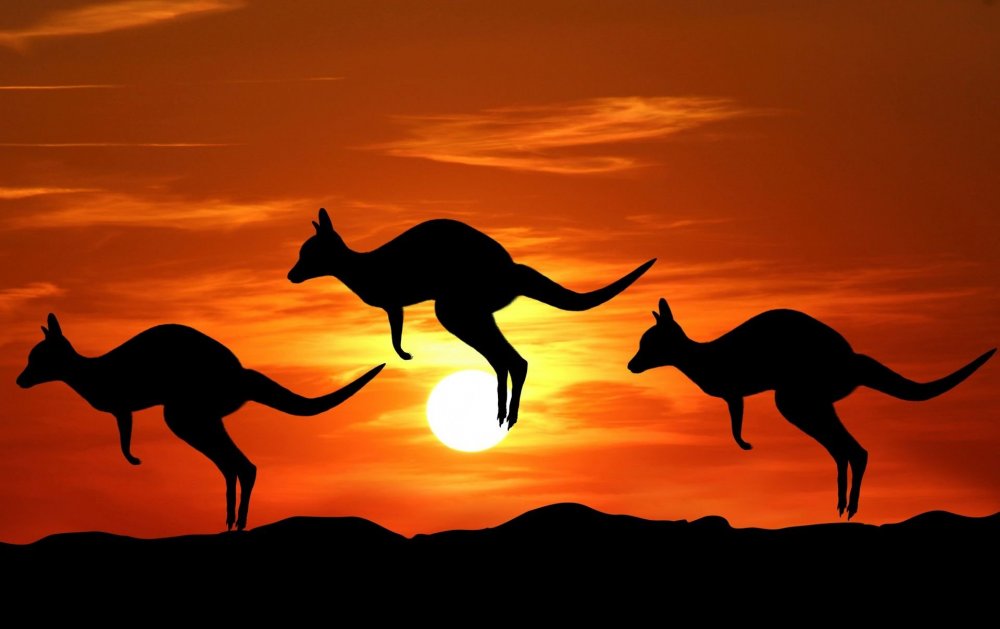 Австралия закат кенгуру
