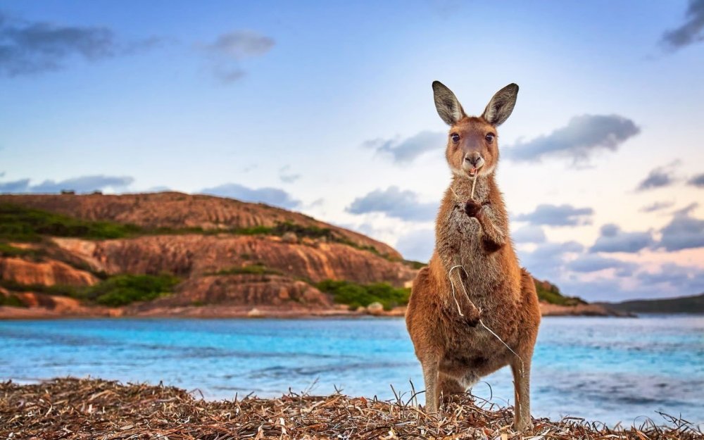 Australia кенгуру