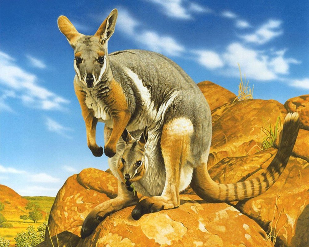 Австралия мир кенгуру