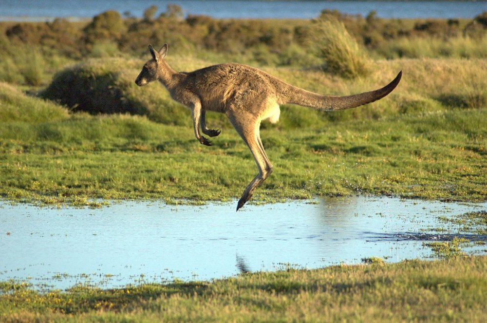 Австралия природа и животный мир