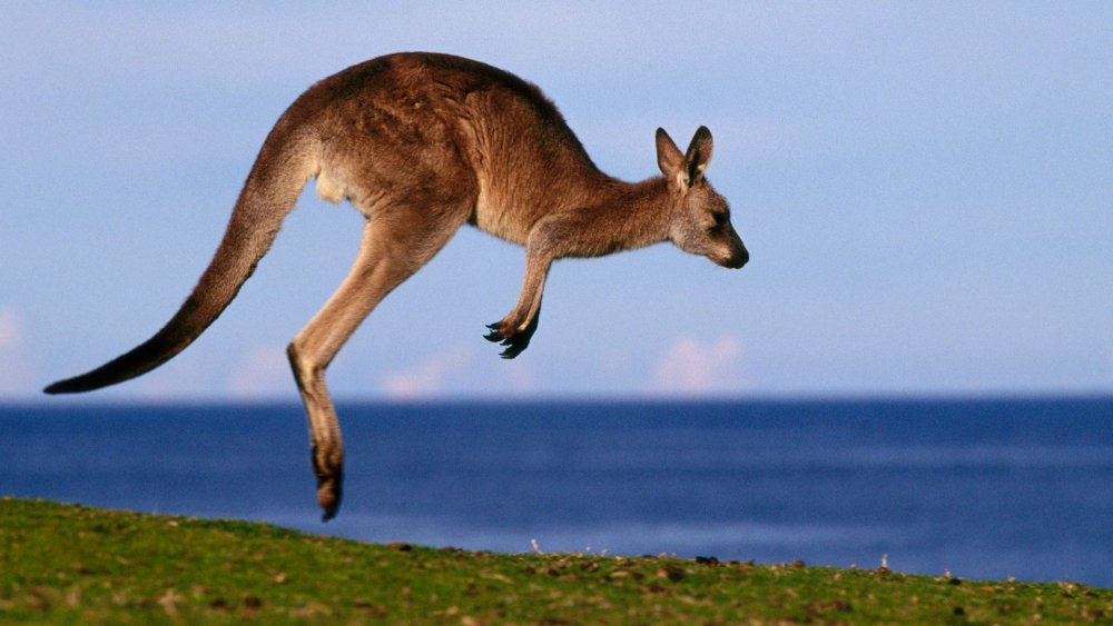 Животные пустыни Австралии кенгуру