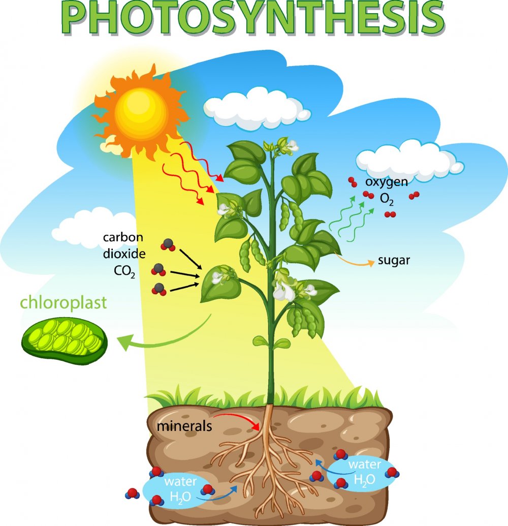 Фотосинтез рисунок