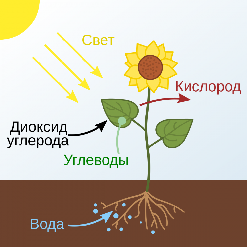 Роберт Майер фотосинтез