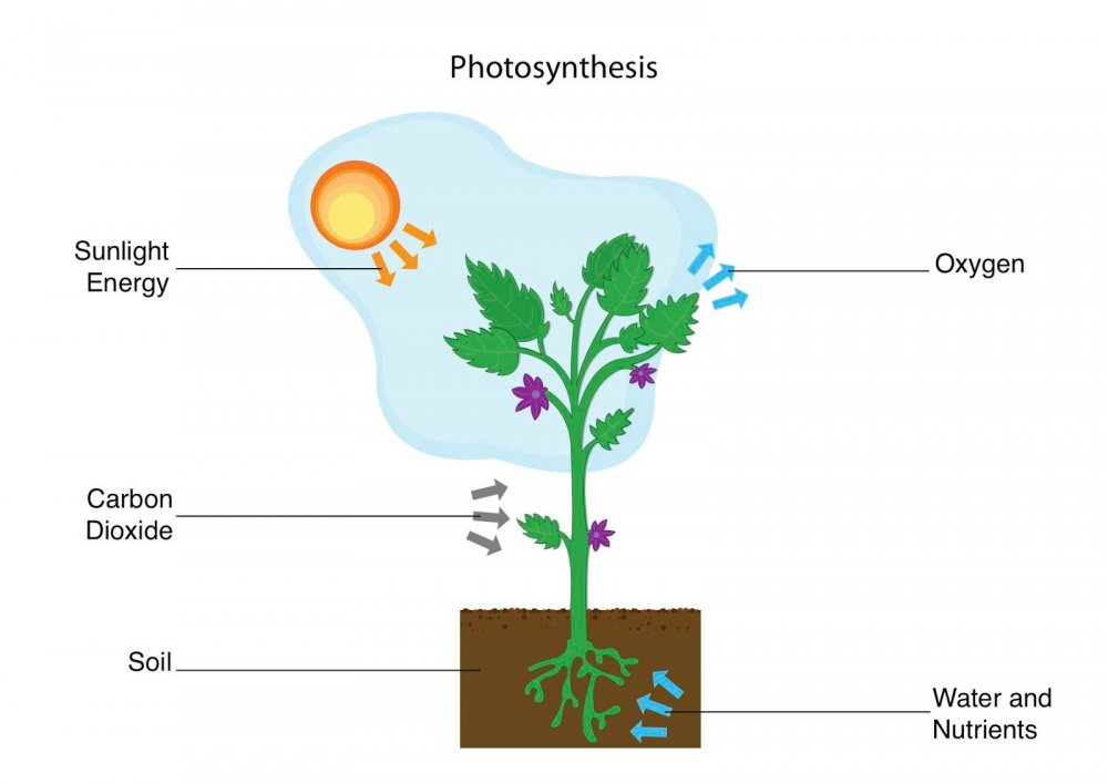 Фотосинтез растений схема 6 класс