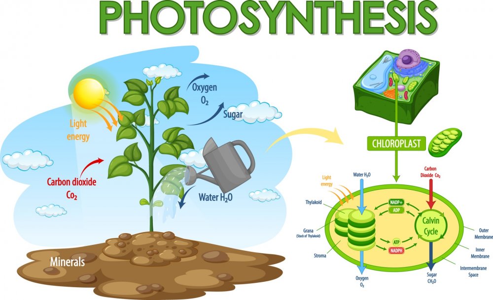 Схема фотосинтеза у растений