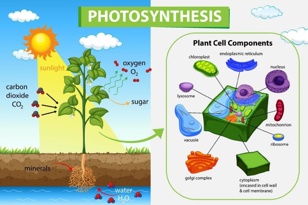 Процесс фотосинтеза в виде схемы